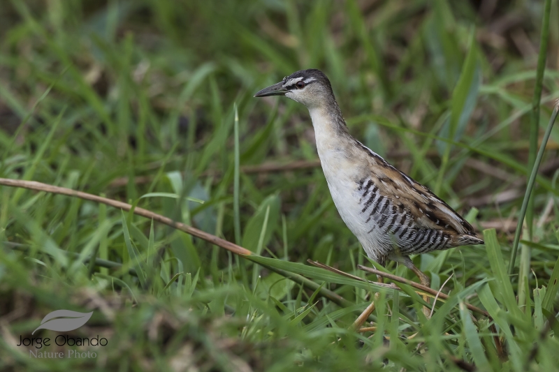 Yellow-breasted Crake