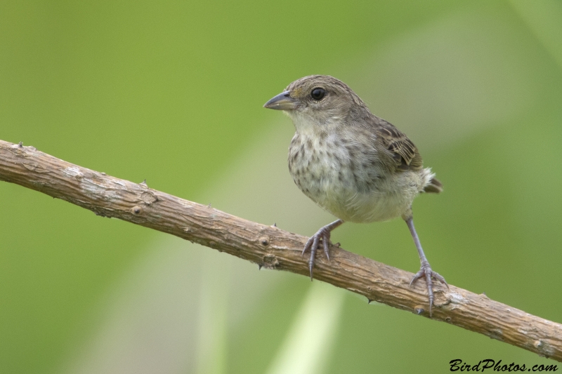 Yellow-browed Sparrow