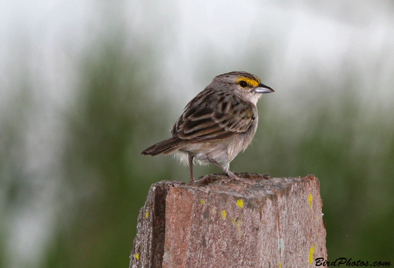 Yellow-browed Sparrow