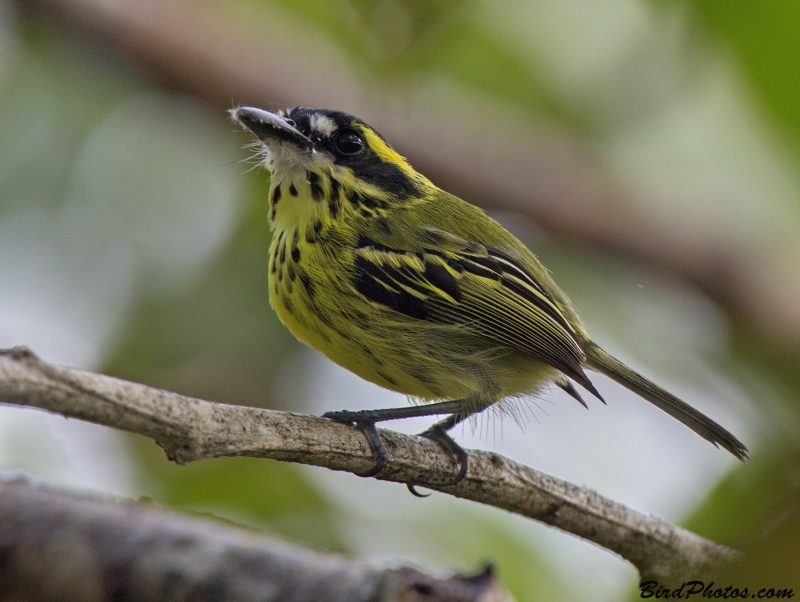 Yellow-browed Tody-Flycatcher