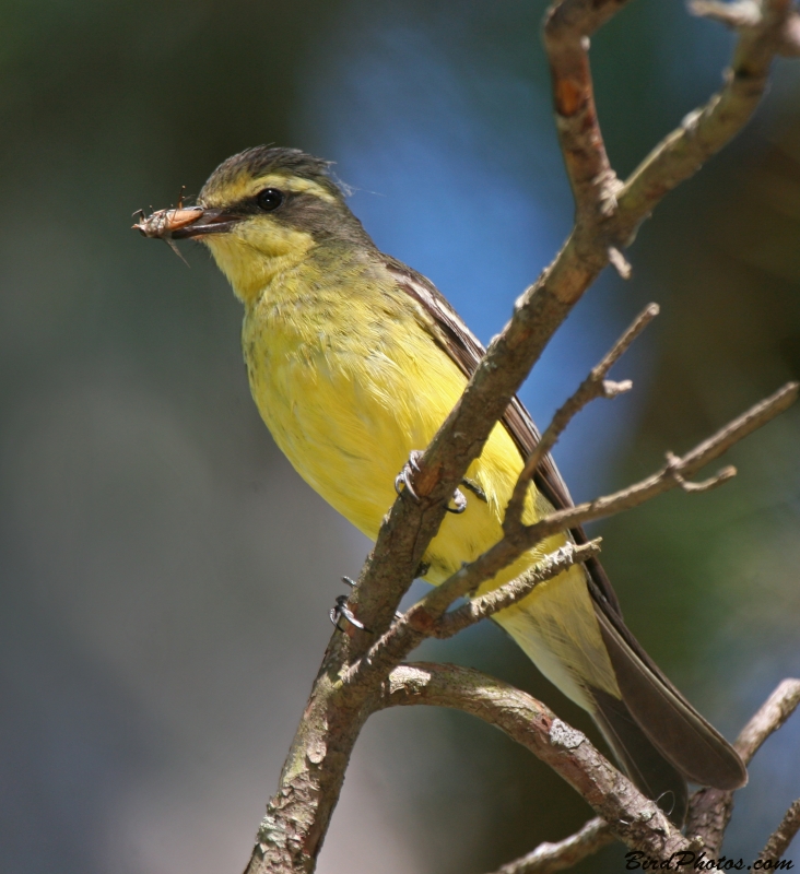 Yellow-browed Tyrant