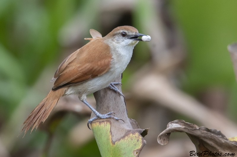 Yellow-chinned Spinetail