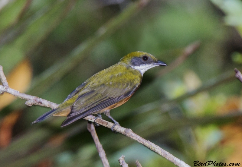 Yellow-crested Manakin