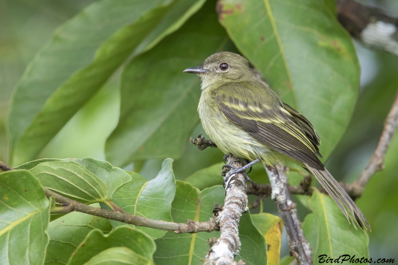 Yellow-crowned Elaenia