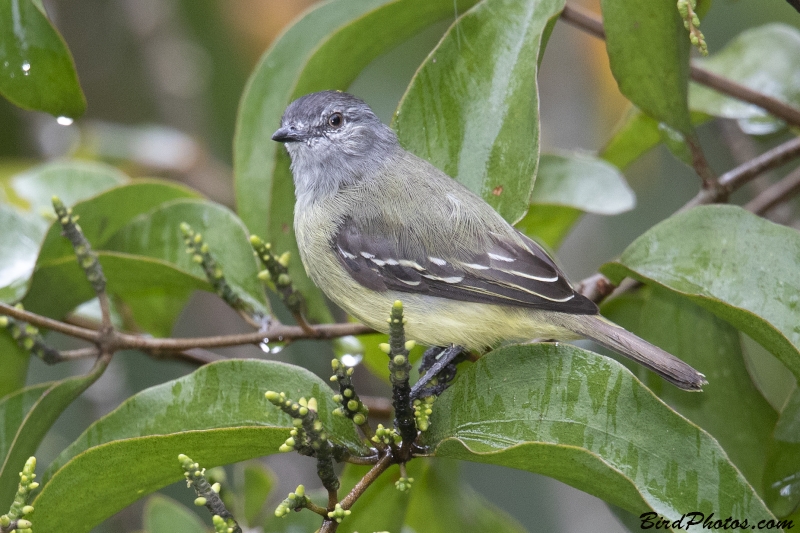 Yellow-crowned Tyrannulet