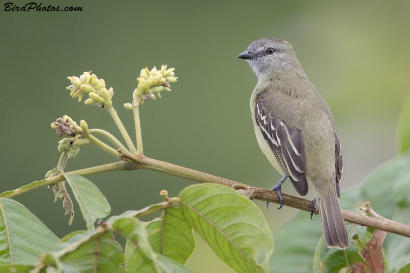 Yellow-crowned Tyrannulet