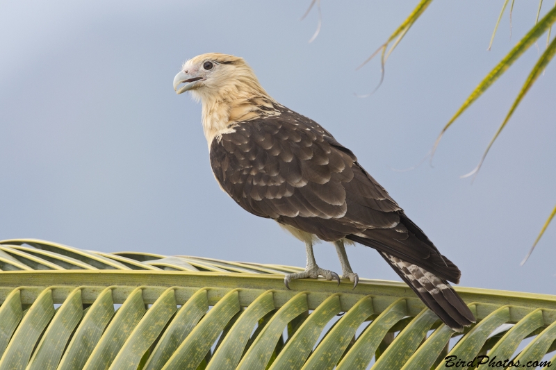 Yellow-headed Caracara