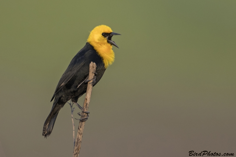 Yellow-hooded Blackbird