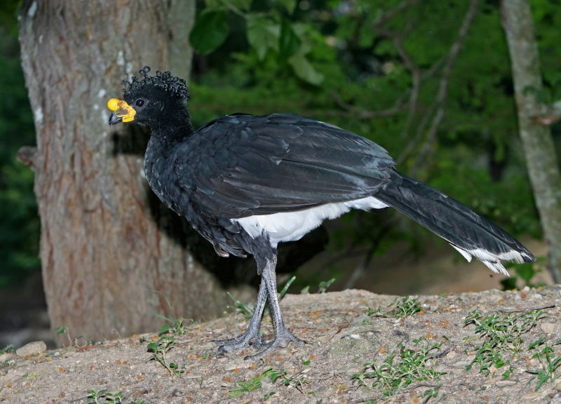 Yellow-knobbed Curassow