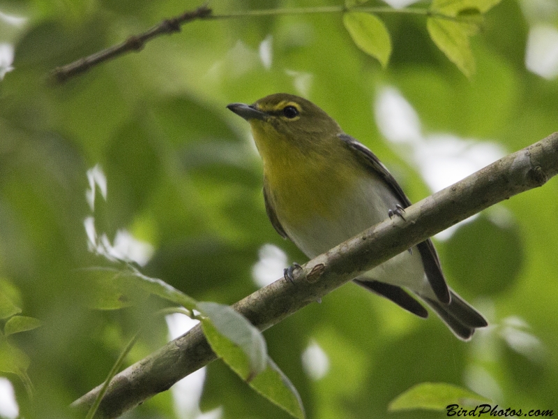 Yellow-throated Vireo