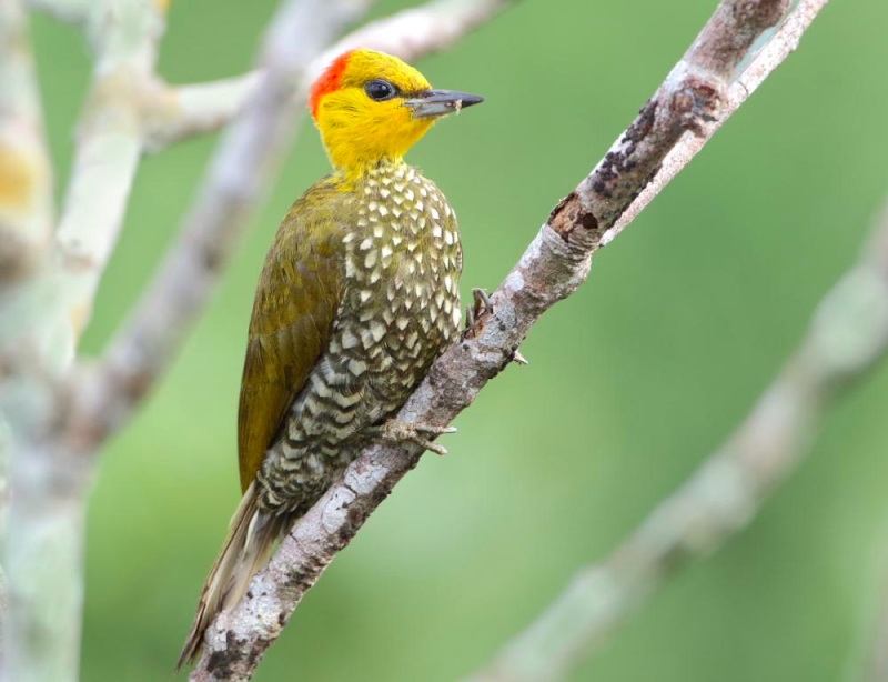 Yellow-throated Woodpecker