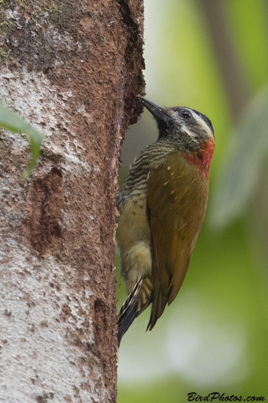 Yellow-vented Woodpecker