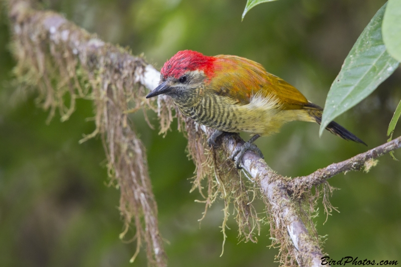 Yellow-vented Woodpecker