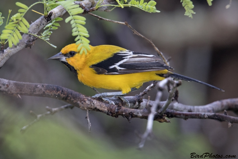 Yellow Oriole