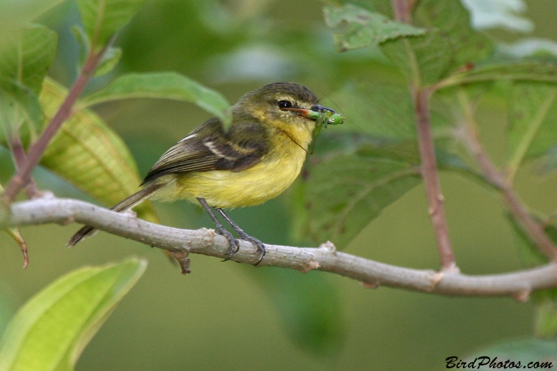 Yellow Tyrannulet