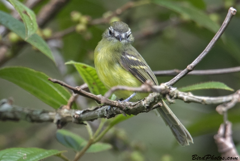 Yellow Tyrannulet