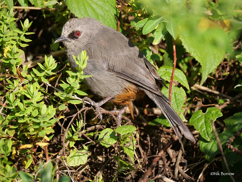 Abyssinian Catbird