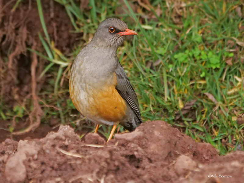 Abyssinian Thrush