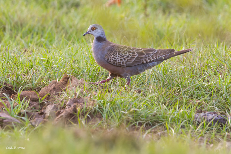 Adamawa Turtle Dove