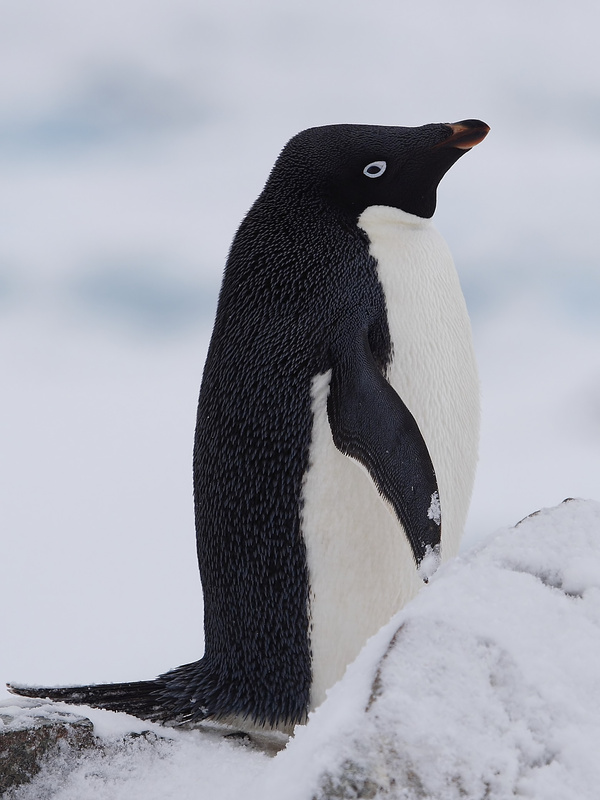 Adelie Penguin