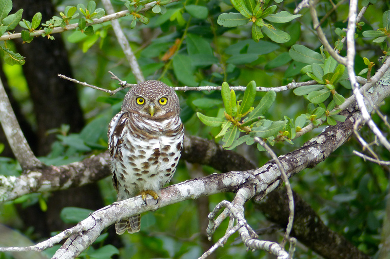 African Barred Owlet