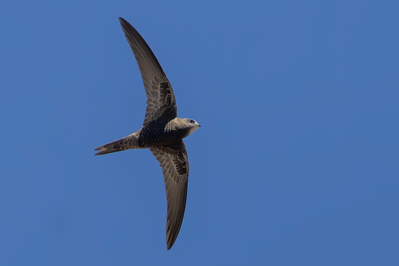 African Black Swift