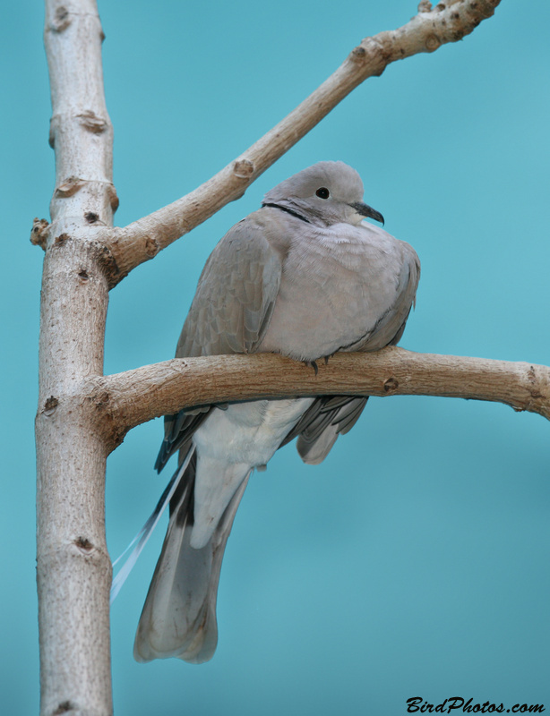 African Collared Dove