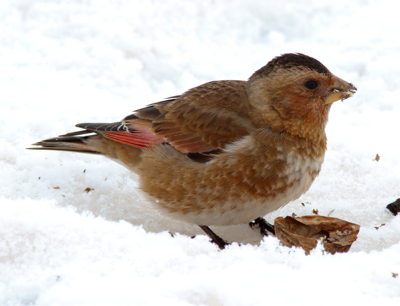 African Crimson-winged Finch