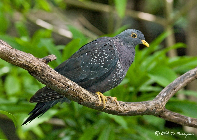 African Olive Pigeon