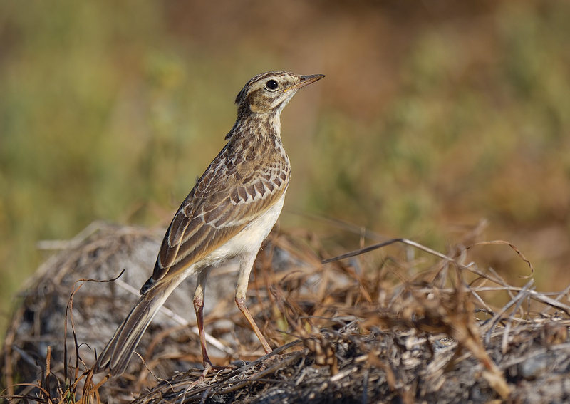 African Pipit