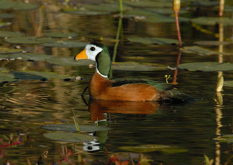 African Pygmy Goose