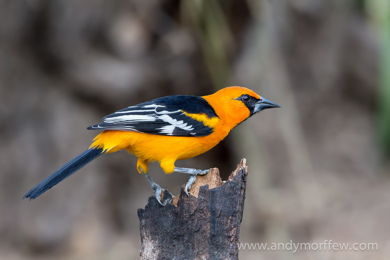 Altamira Oriole