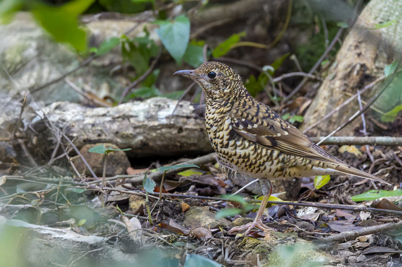 Amami Thrush