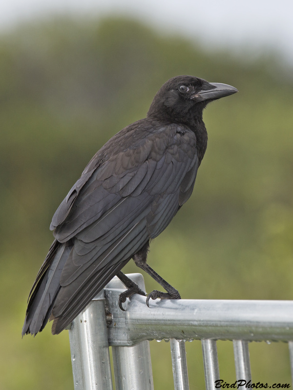 American Crow