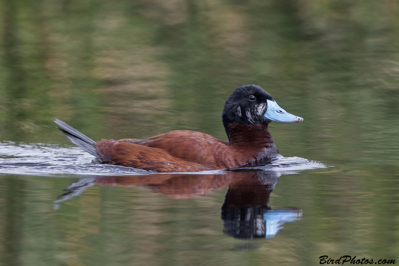 Andean Duck