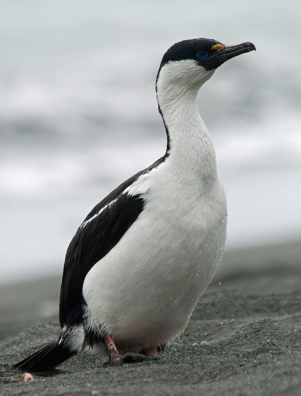 Antarctic Shag