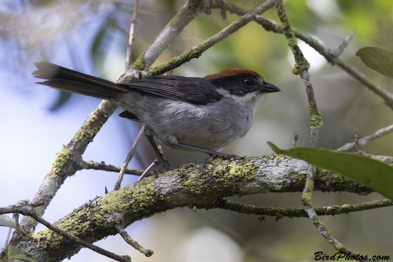 Antioquia Brushfinch