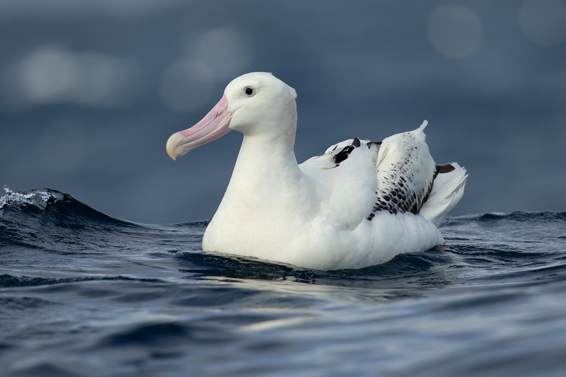 Antipodean Albatross