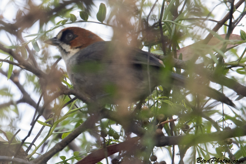 Apurimac Brushfinch