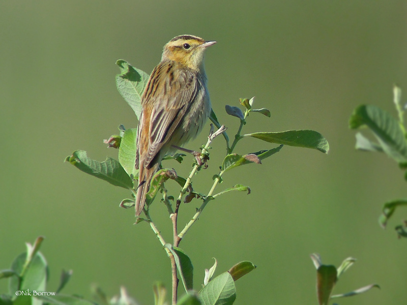 Aquatic Warbler