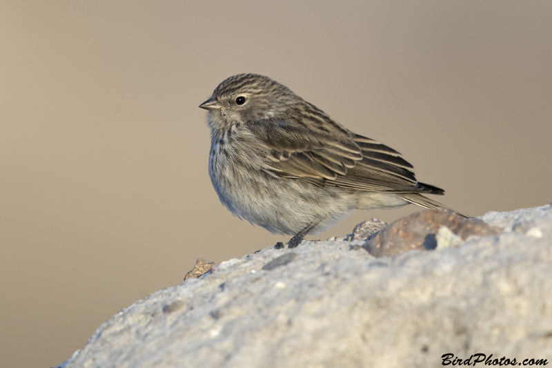 Ash-breasted Sierra Finch