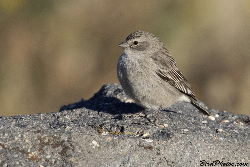 Ash-breasted Sierra Finch