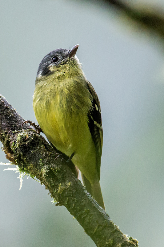 Ashy-headed Tyrannulet