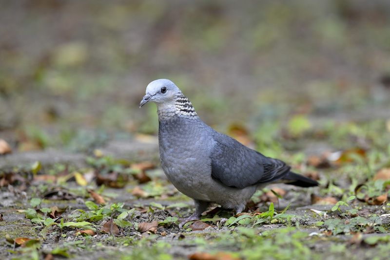 Ashy Wood Pigeon