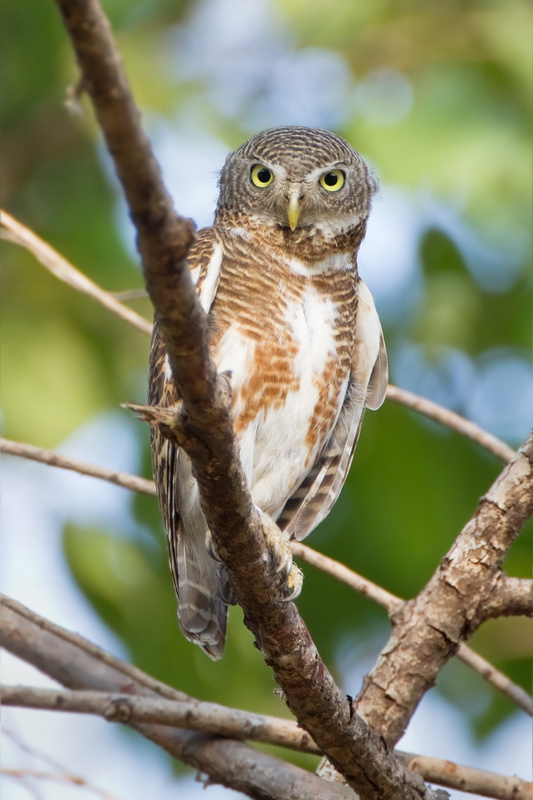 Asian Barred Owlet