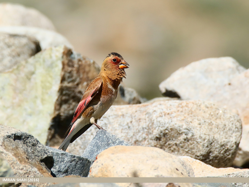 Asian Crimson-winged Finch