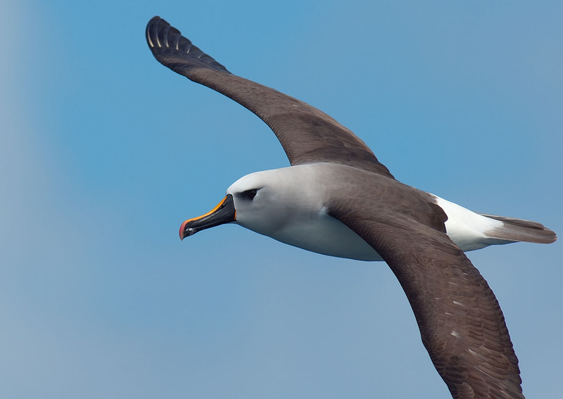 Atlantic Yellow-nosed Albatross