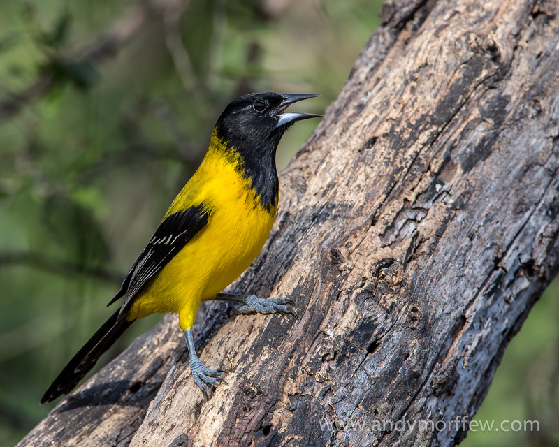 Audubon's Oriole