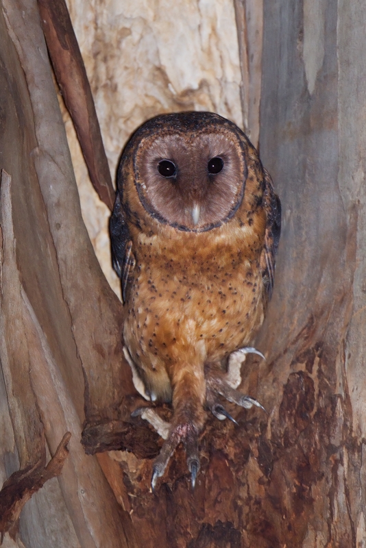 Australian Masked Owl