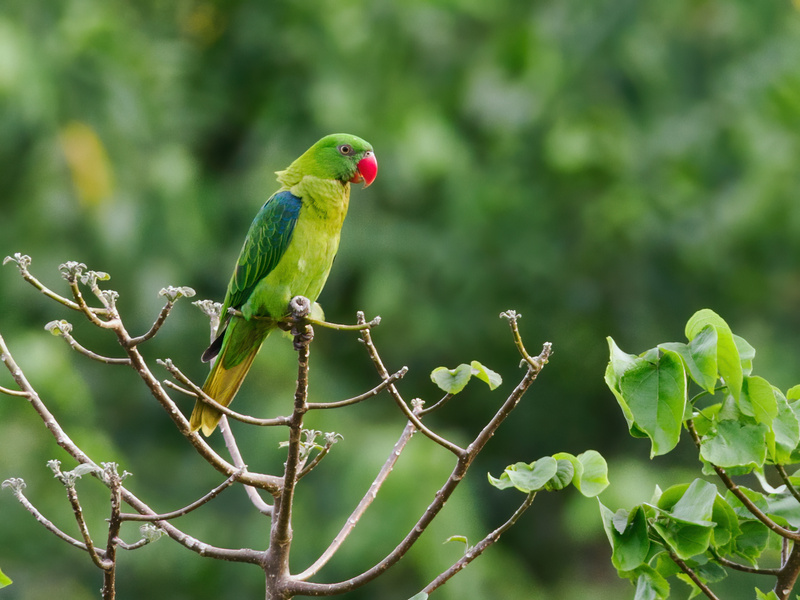 Azure-rumped Parrot